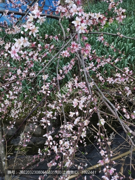 桃花背景
