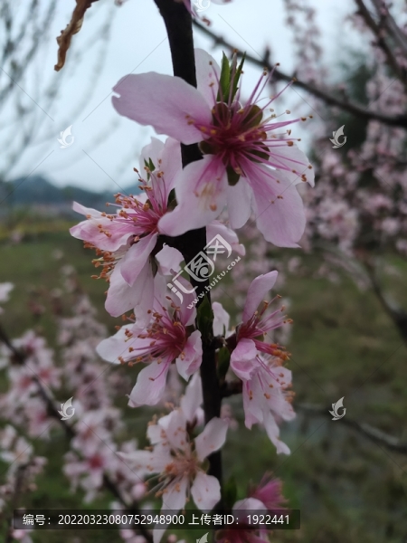 桃花