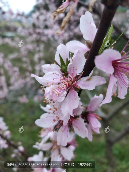 桃花小清新