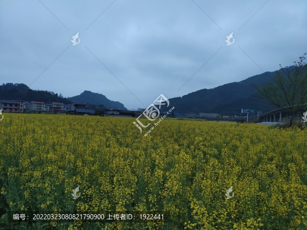 盛開的油菜花