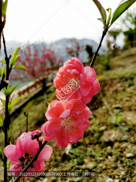 桃花