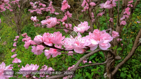 觀賞桃花