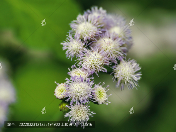 白花臭草