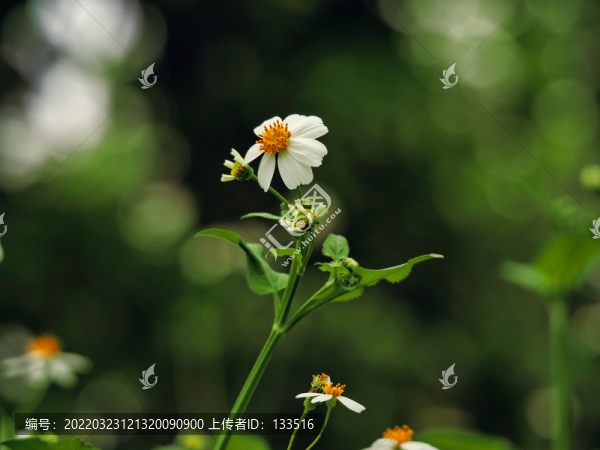 野菊