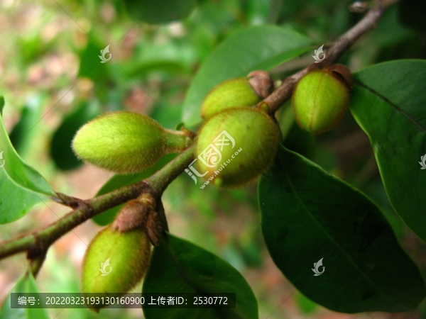 含笑花