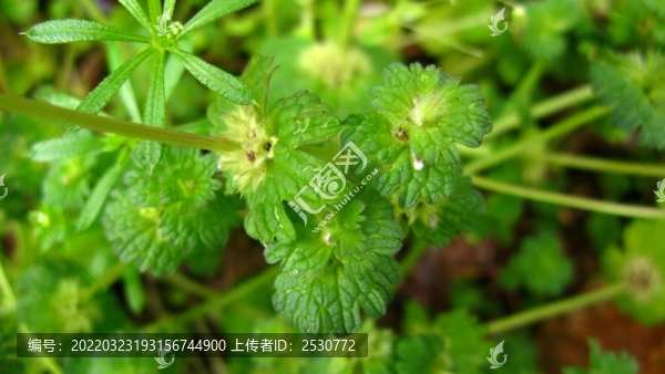 寶蓋草