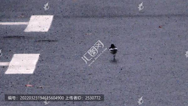 白鹡鸰