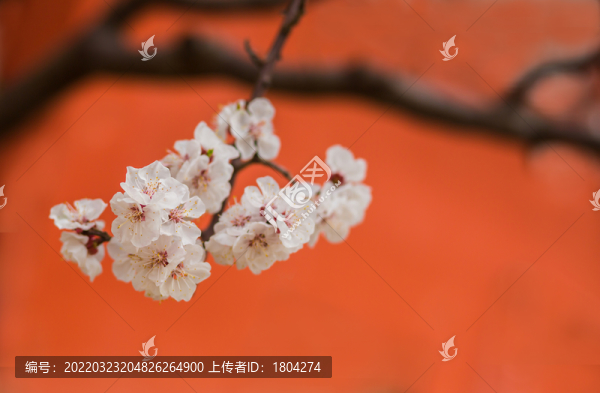 杏花