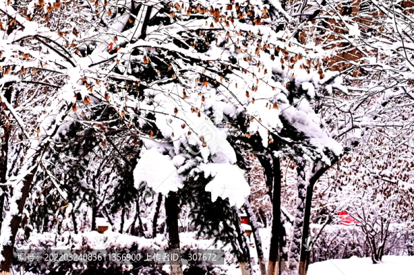 春雪