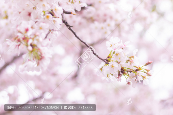 春天戶外粉色櫻花綻放花朵