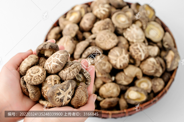香菇