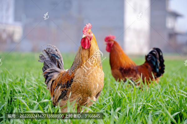 散養(yǎng)土雞