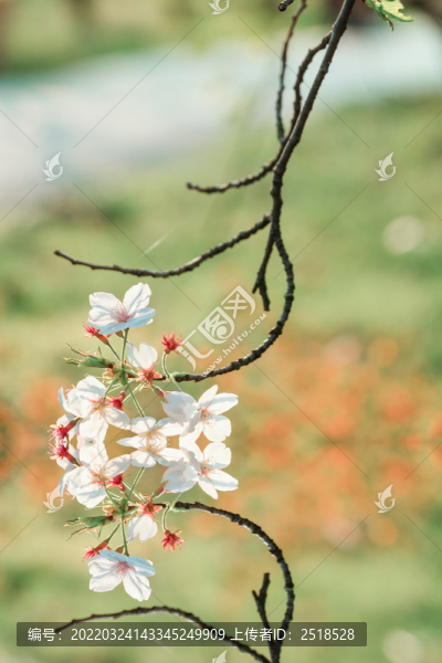 春天戶外白色櫻花花朵綻放