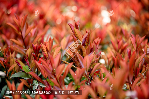 紅葉石楠