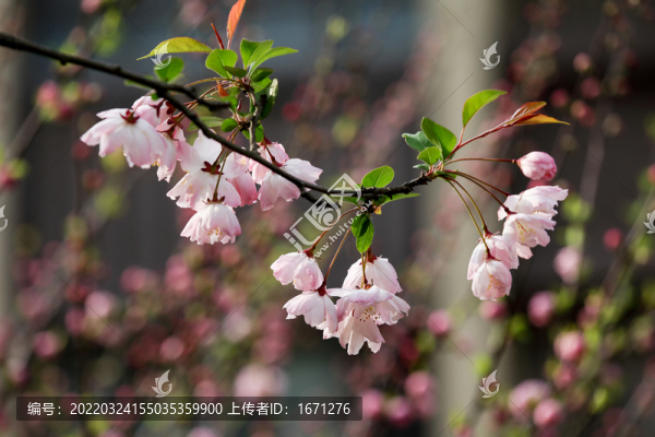 海棠花