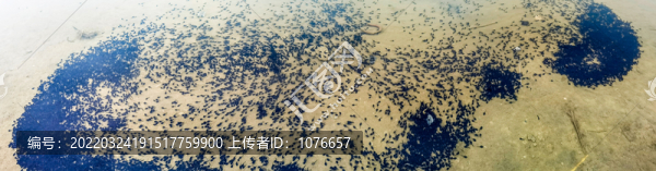 小蝌蚪找媽媽