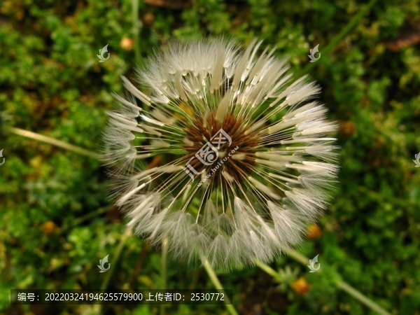 蒲公英