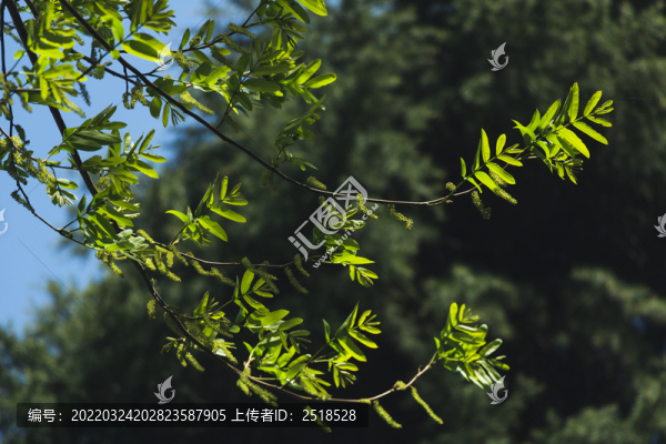 綠色樹葉雨水春天綠色嫩葉樹枝
