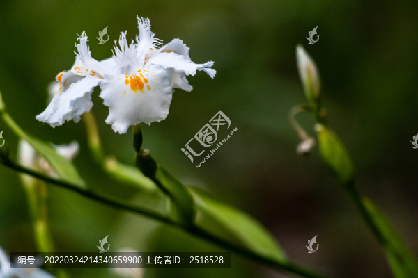 春天綠色植物野花花苞