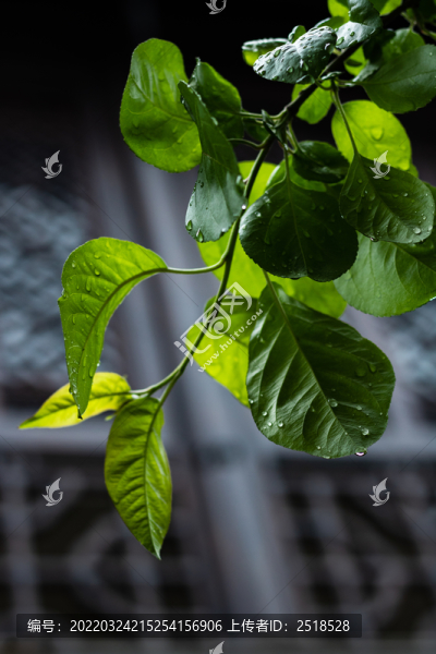 下雨雨后水珠濕潤潮濕草地樹葉