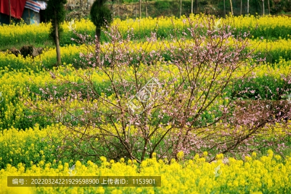 田園春色