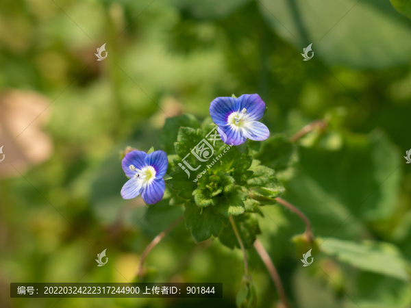 阿拉伯婆婆納的開花期