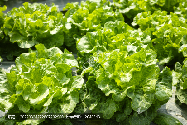 生菜