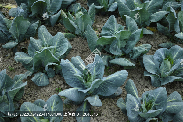 白菜種植