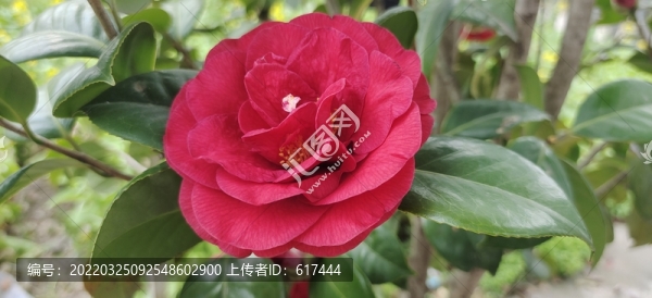 茶花
