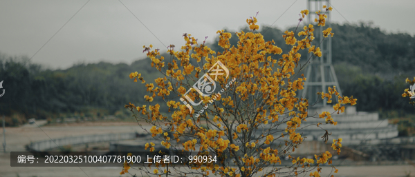 黃花風(fēng)鈴木