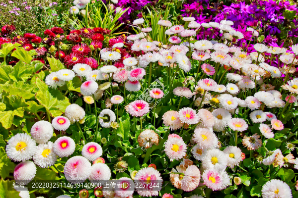 花團錦簇與花海