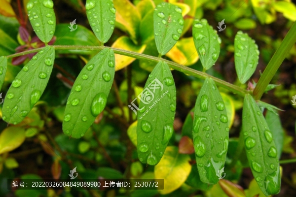 野豌豆