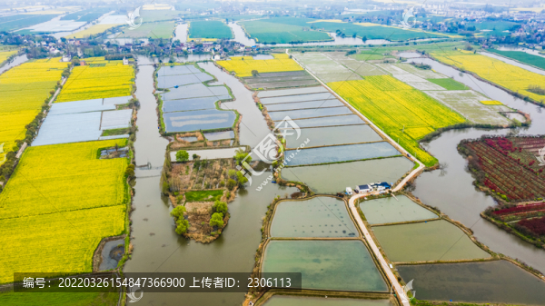 江南水鄉(xiāng)油菜花