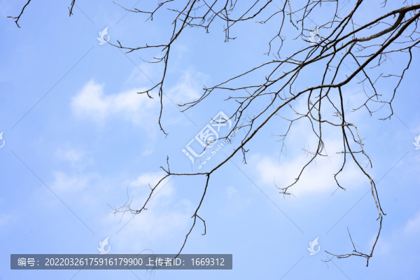 仰拍樹枝與天空