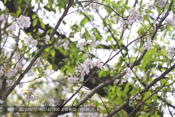 櫻花