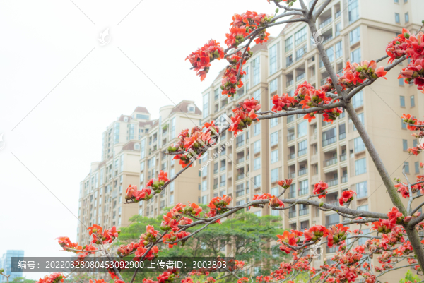 城市木棉花開