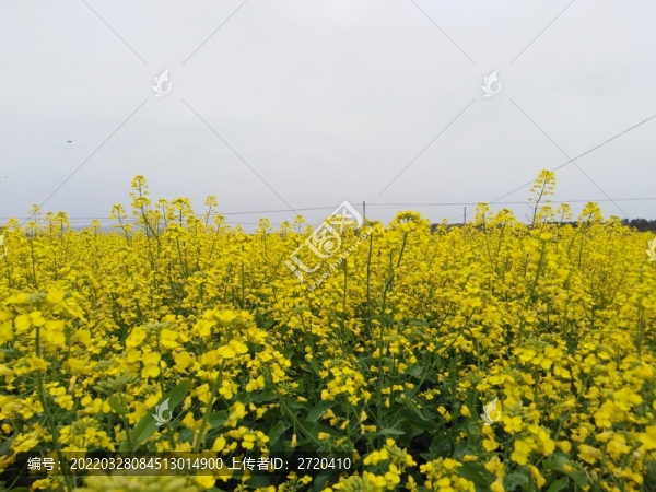 油菜花兒黃