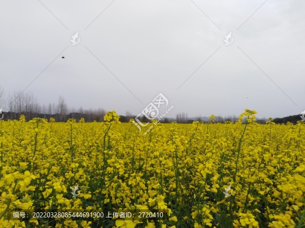 油菜花兒黃