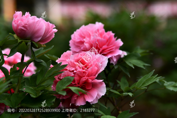 花開盛世