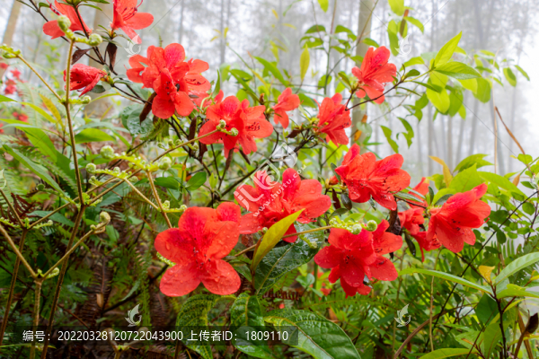 竹林中的杜鵑花