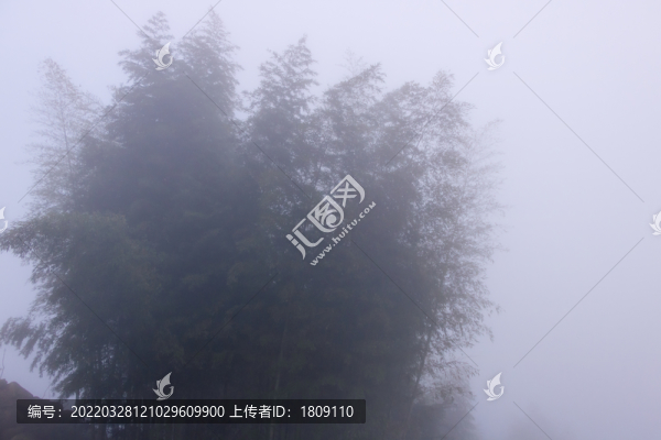 大霧竹林