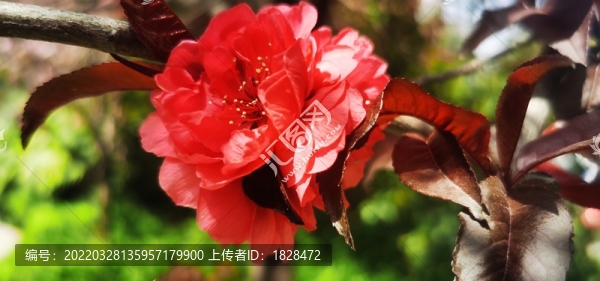 紅色花朵