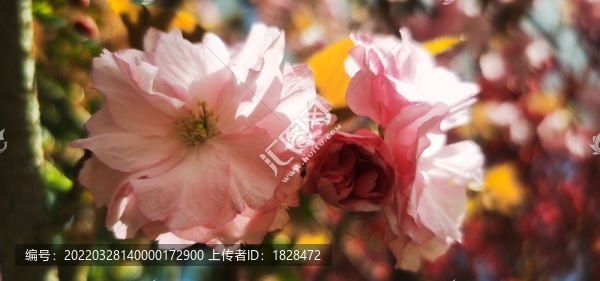 粉色櫻花