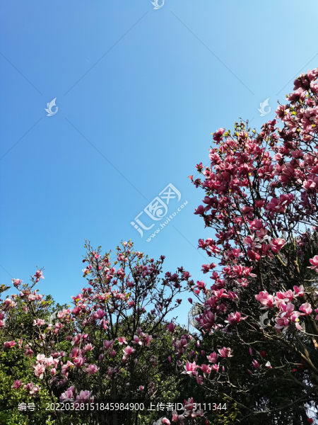 木蘭花