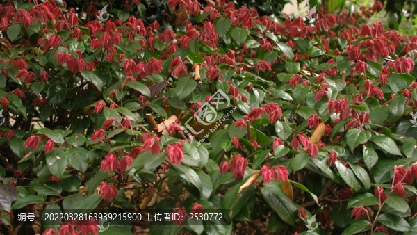紅花檵木