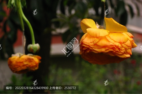 殘花