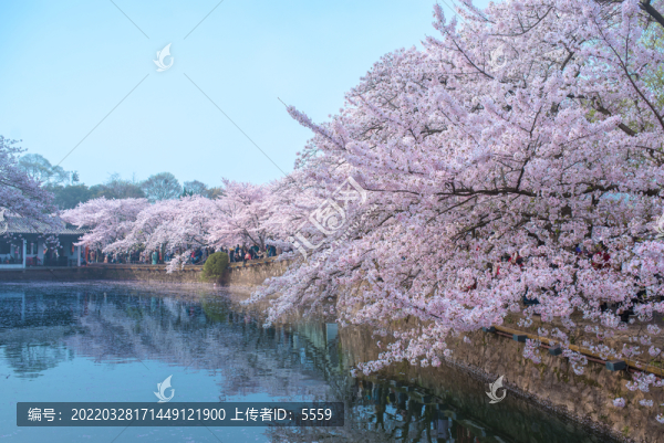 櫻花