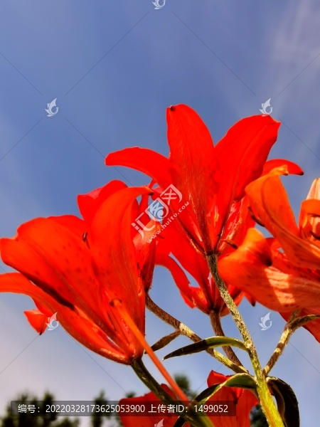 野百合花