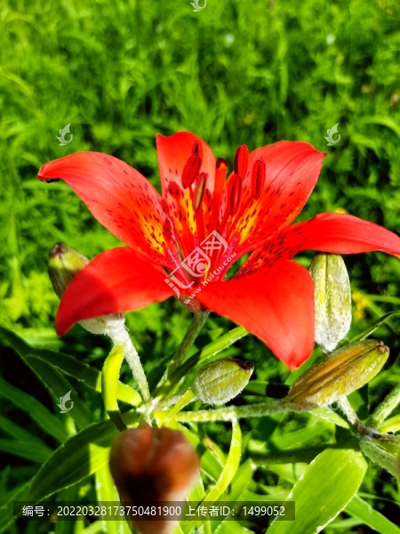 野生百合花