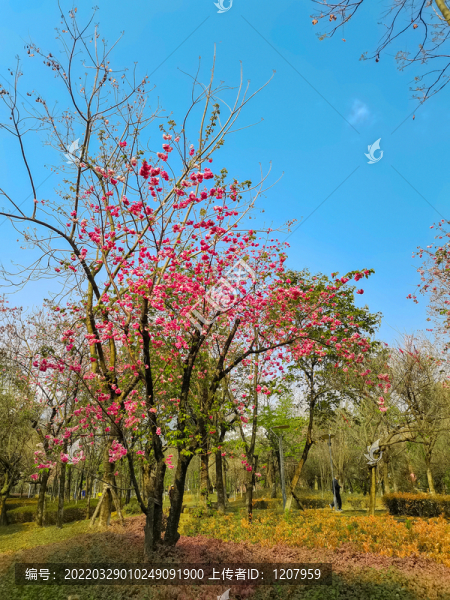 櫻花